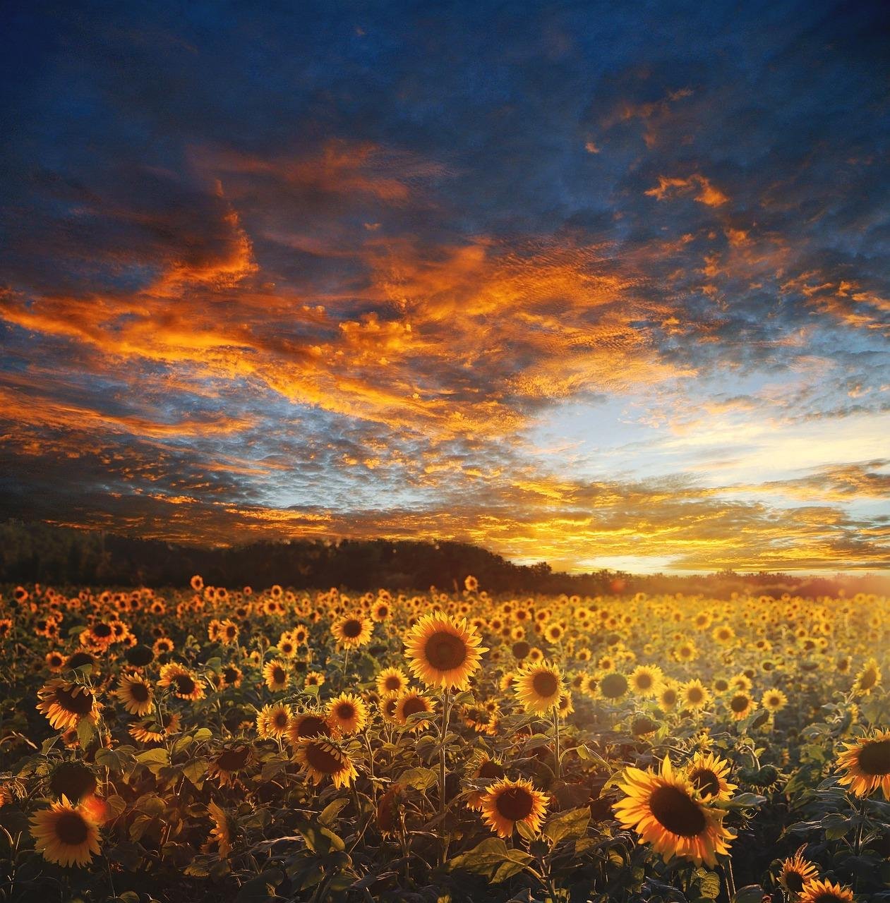 hypnotherapy by Sunflowers field